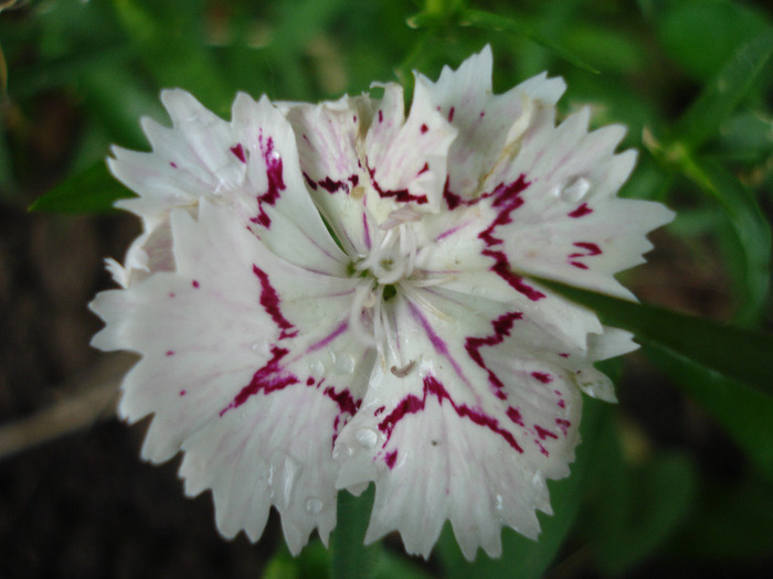 Dianthus chinensis (2011, June 12)