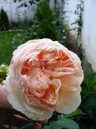 william morris-climber