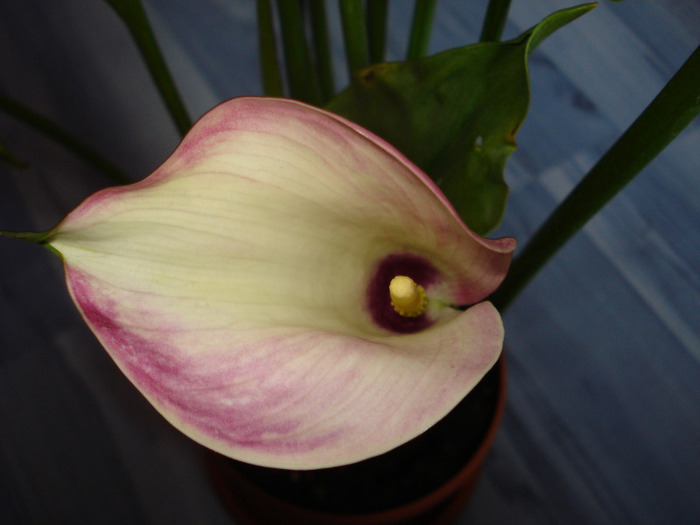 Picture 609 - cala 2011