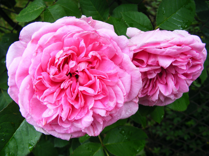 gertrude jekyll