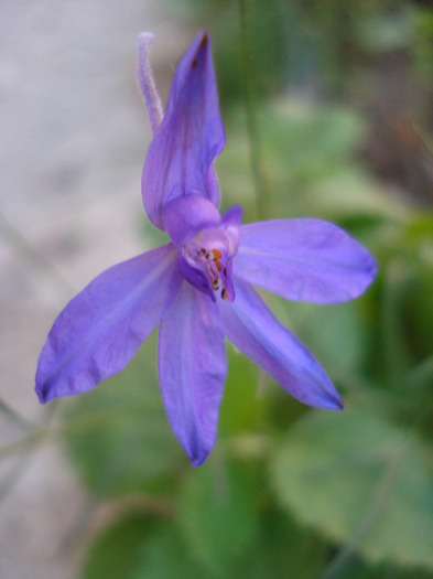 Delphinium consolida (2011, June 07)