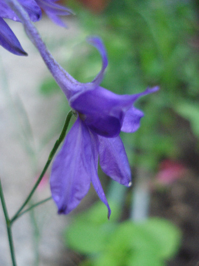 Delphinium consolida (2011, June 11) - 06 Garden in June