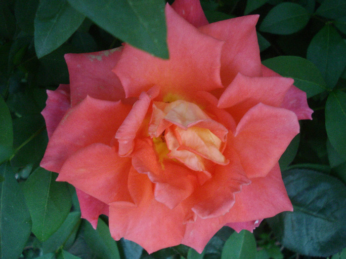 Rose Monica (2011, June 07)