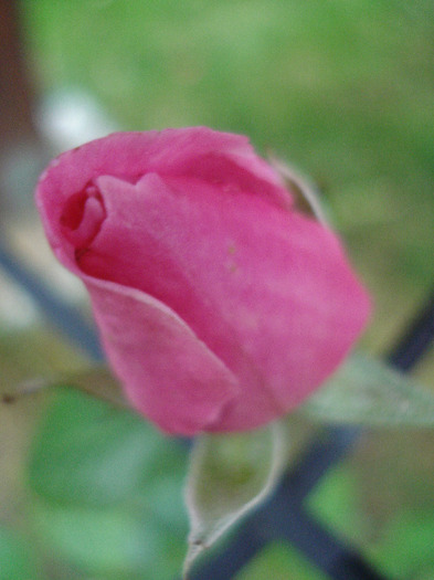 Rose Parade (2011, June 11) - 04_ROSES_Trandafiri
