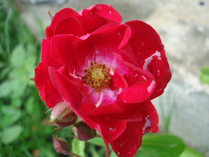 Rose Leipzig (2011, June 12) - 04_ROSES_Trandafiri