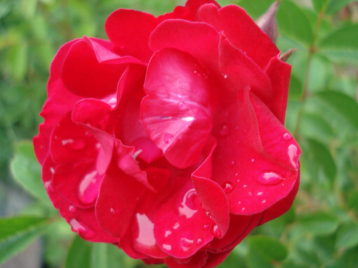 Rose Leipzig (2011, June 12) Rose Leipzig (2011, June 12)