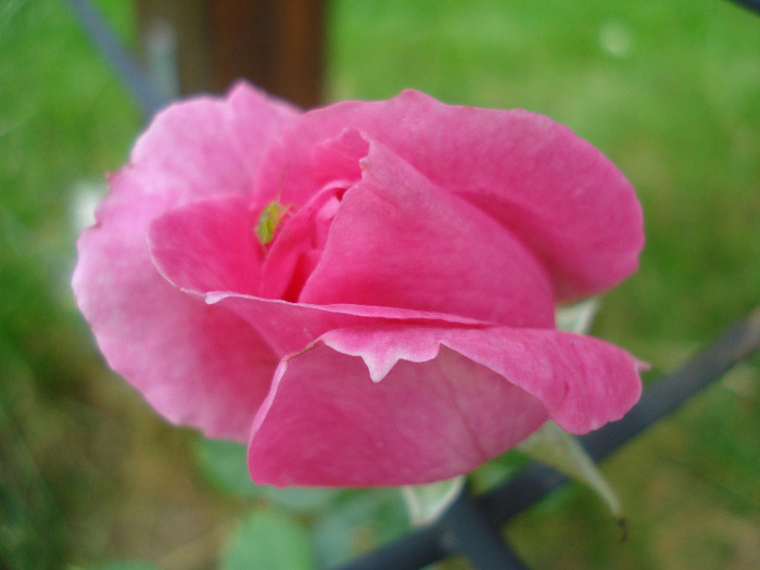 Rose Parade (2011, June 13) - 04_ROSES_Trandafiri