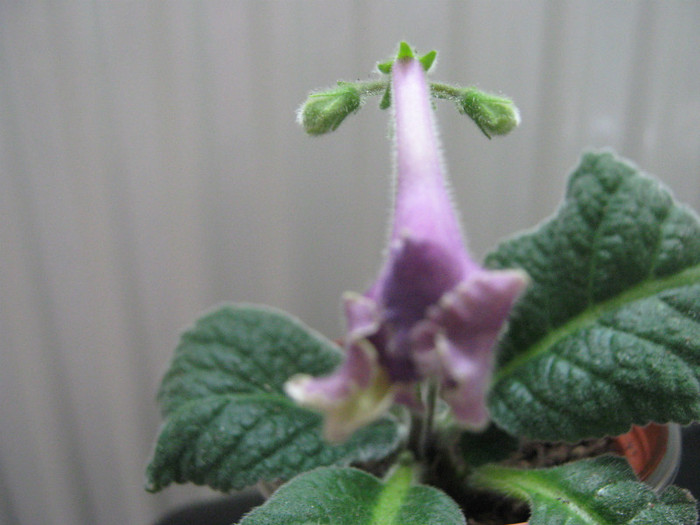  - streptocarpus Silvia