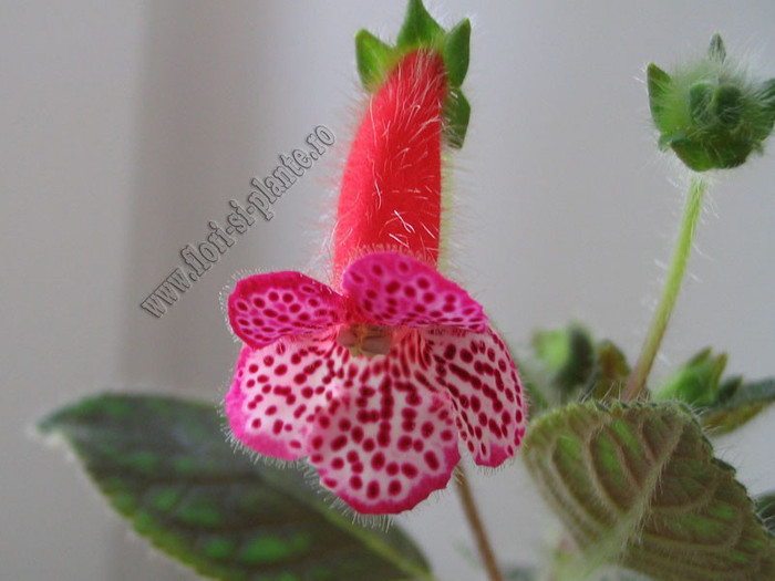 Kohleria Annika - Imagini in premiera