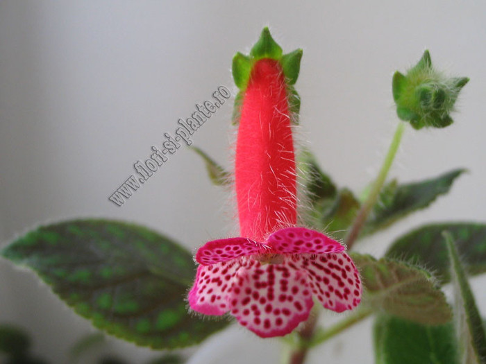 Kohleria Annika - Imagini in premiera