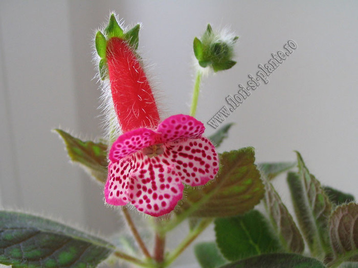 Kohleria Annika  - Imagini in premiera