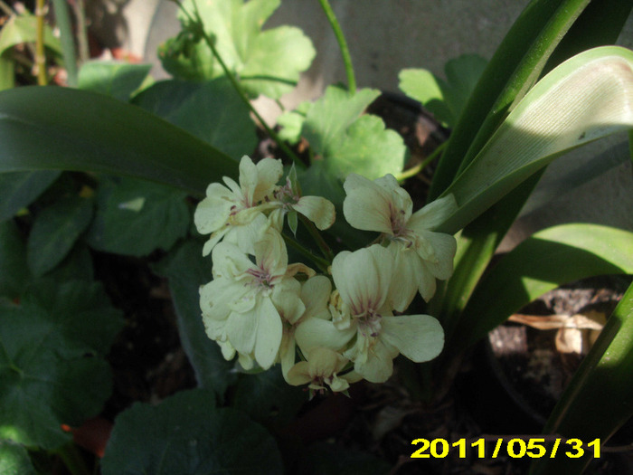 Picture - flori