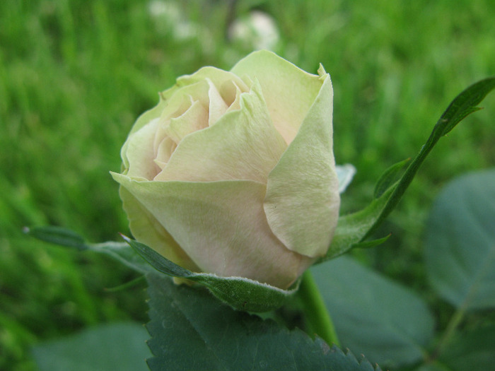 Pepita - Trandafirul Pepita