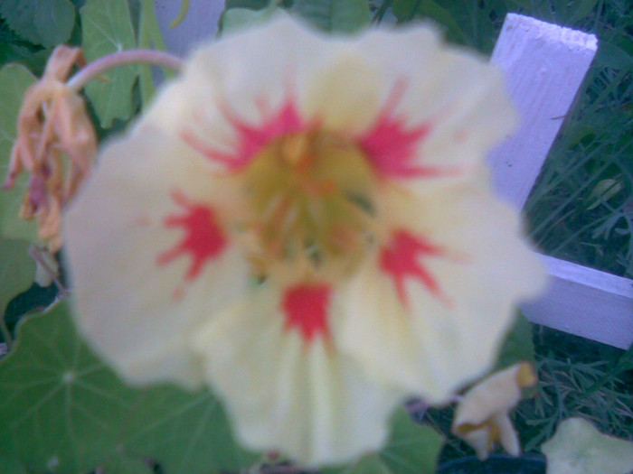 02062011(026) - gradina vara 2011