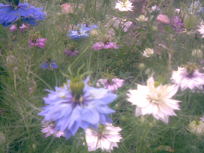 02062011(030) - gradina vara 2011