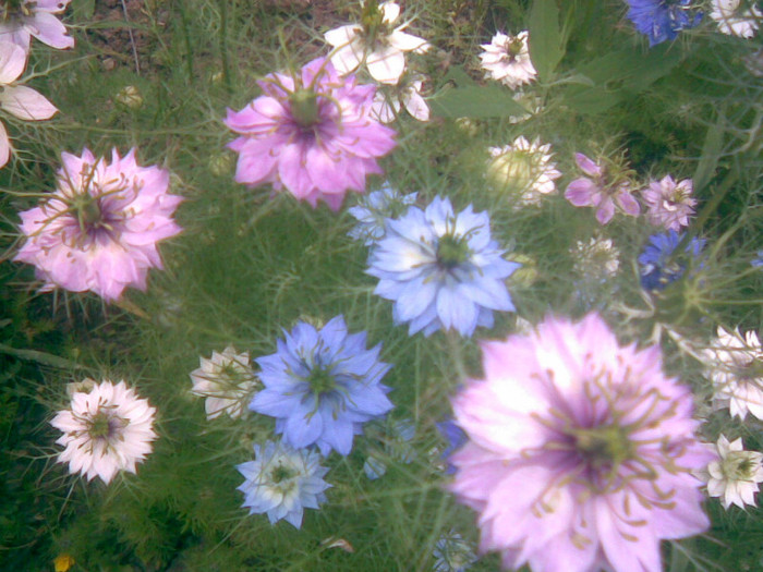 02062011(039) - gradina vara 2011