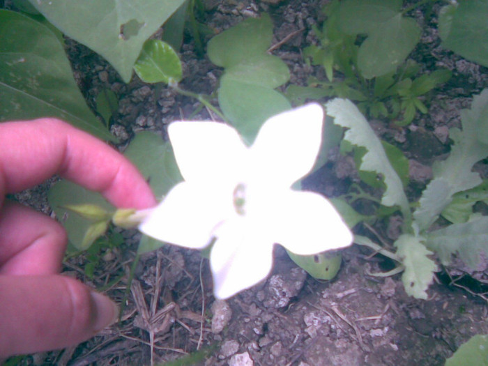 02062011(065) - gradina vara 2011