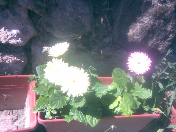 08062011(008) - gradina vara 2011