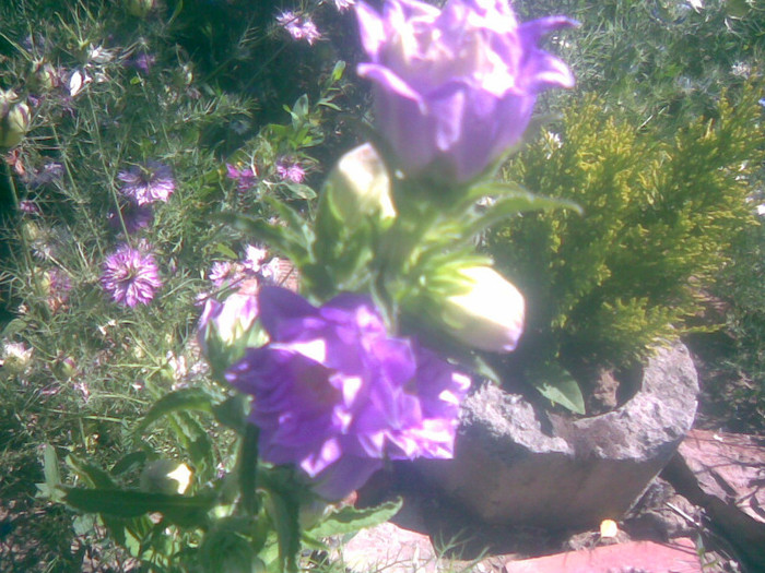 08062011(017) - gradina vara 2011