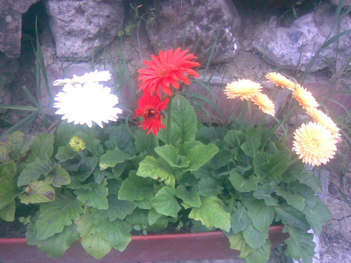 10062011(006) - gradina vara 2011
