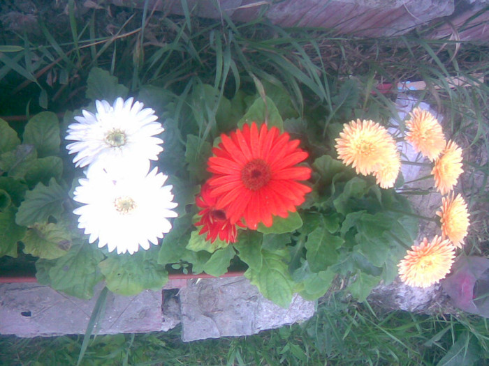 10062011(015) - gradina vara 2011