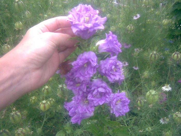 clopotei batuti (campanula)