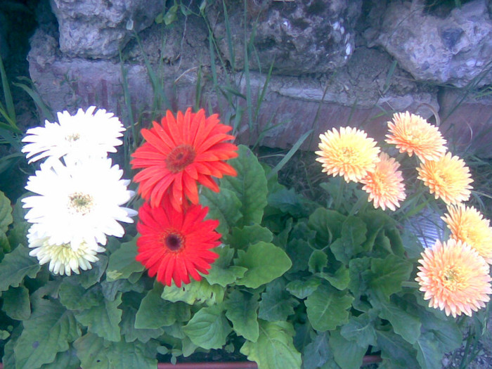 gerbere renascute - gradina vara 2011