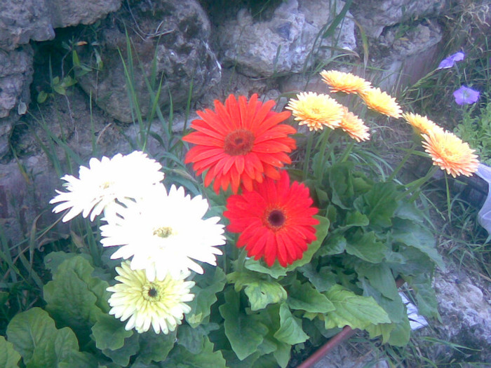 12062011(011) - gradina vara 2011