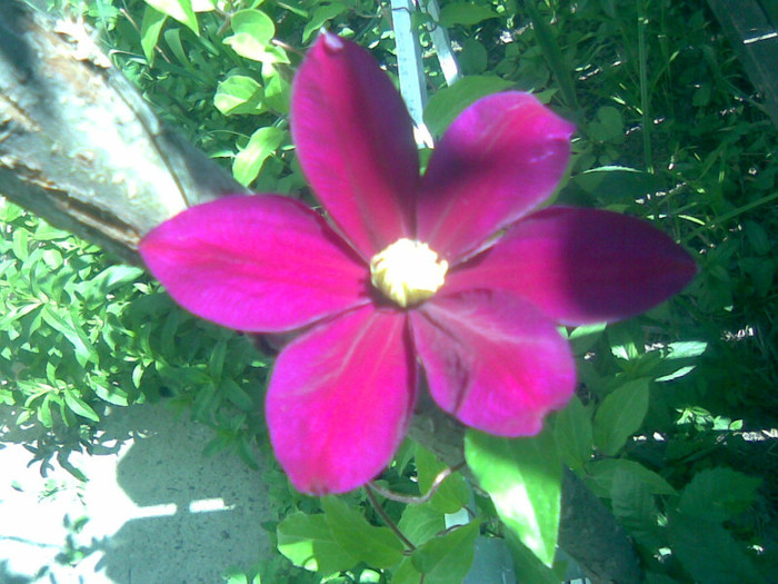 clematita - gradina vara 2011