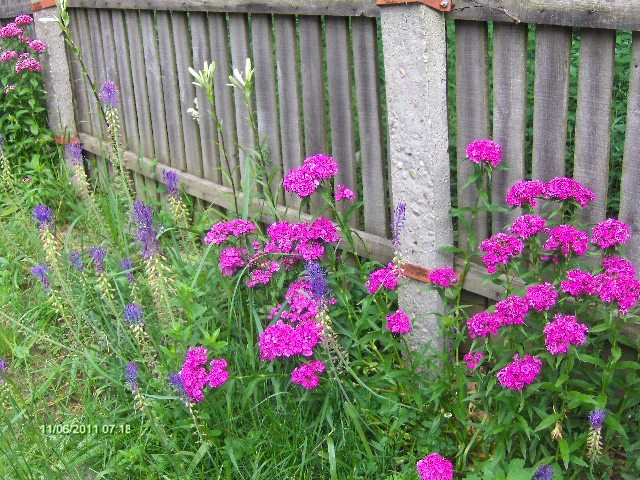 crini,garofite,muscari