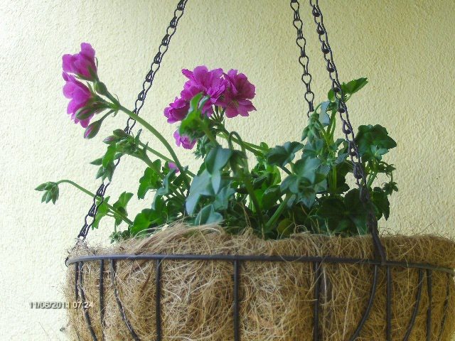 muscata curgatoare - 06_IUNIE