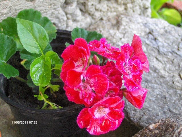 muscata 2011 - 06_IUNIE