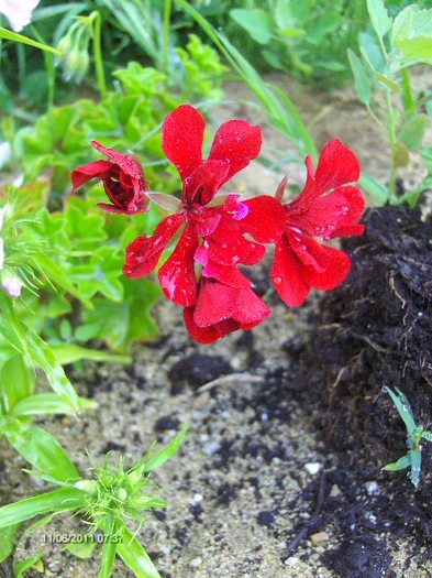 muscata; rosie , rosie....ca sangele
