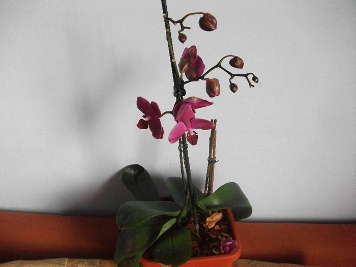 imaginile mele 1234 - orhidee-iunie2011