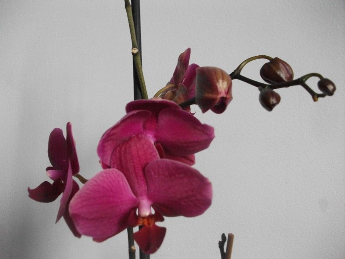 imaginile mele 1235 - orhidee-iunie2011