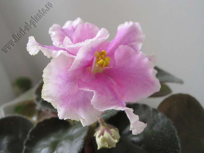 Saintpaulia Silverglade Meadows 5