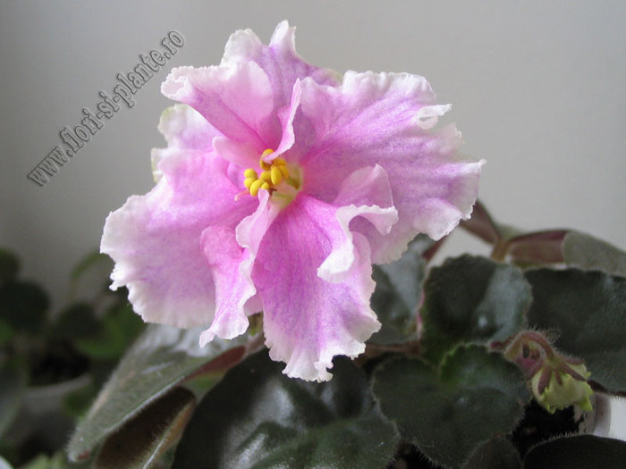 Saintpaulia Silverglade Meadows 6