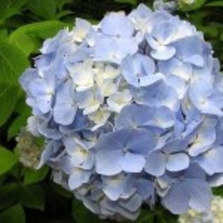 hortensia