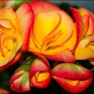 poza floare-begonia - poze cu flori