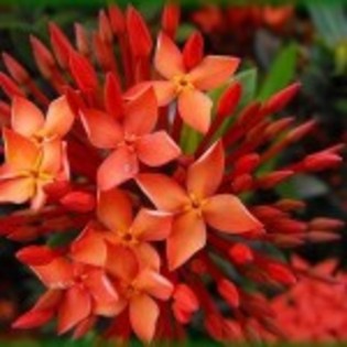poza floare-ixora - poze cu flori