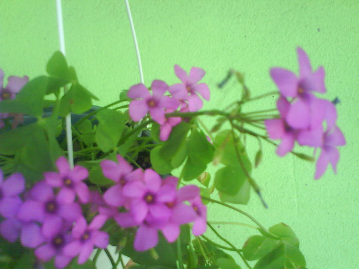 DSC05896 - OXALIS-DE VANZARE