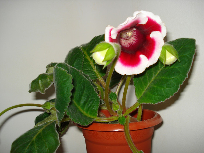 DSC09350 - GLOXINIA  2011