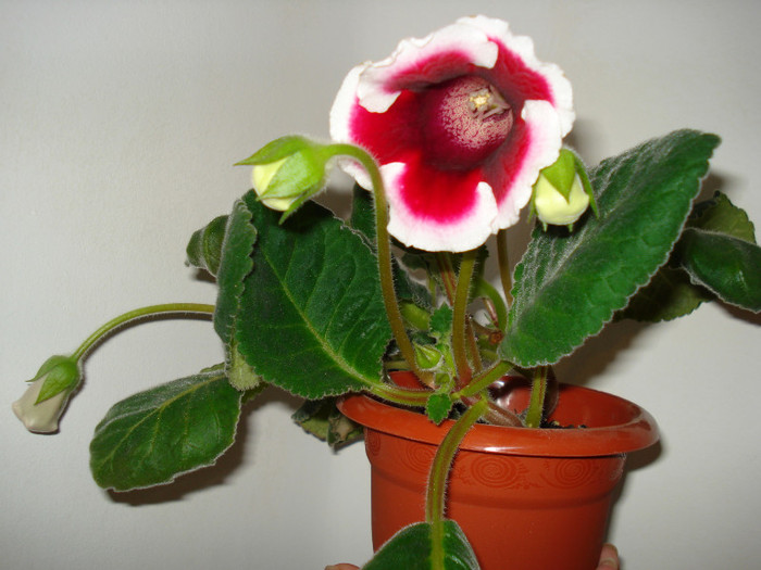 DSC09352 - GLOXINIA  2011