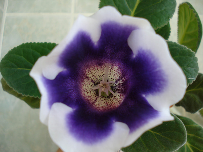 DSC09361 - GLOXINIA  2011