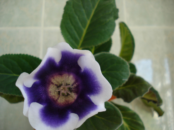 DSC09363 - GLOXINIA  2011