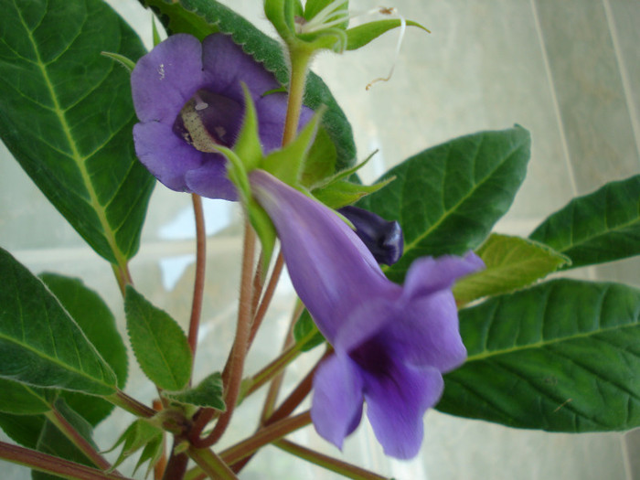 DSC09367 - FLORI 2011