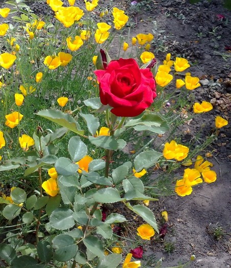 din  butas_neidentificat