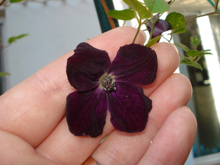 Clematis Viticella "Royal Velours", 14.05.2011 - Clematis 2011