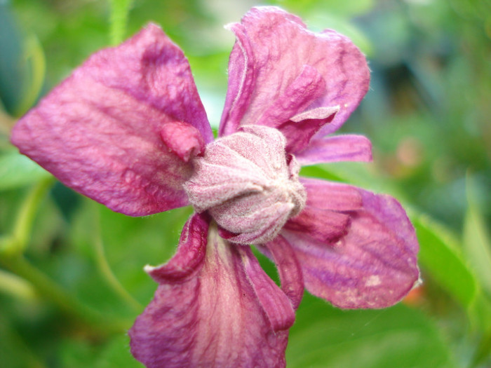 DSC08185 - Clematis 2011