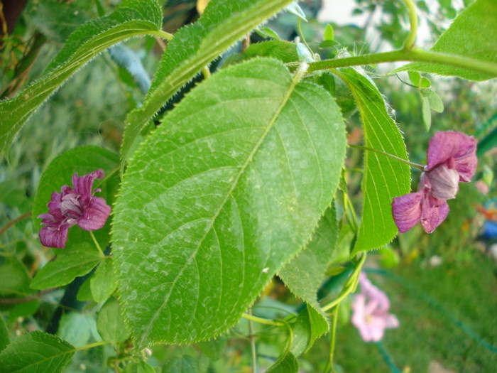DSC08186 - Clematis 2011